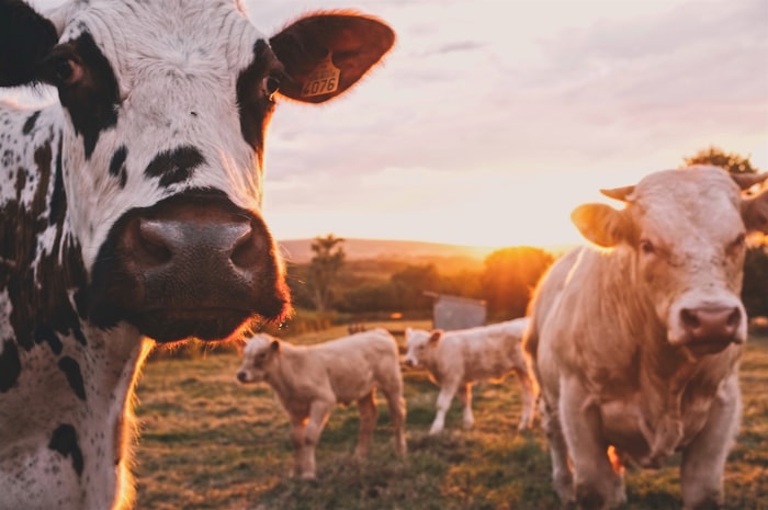 Cattle feed manufacturing